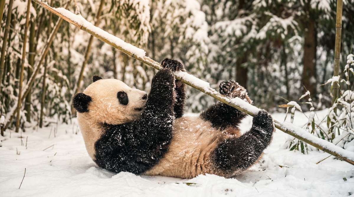 探花今日推荐熊猫视频