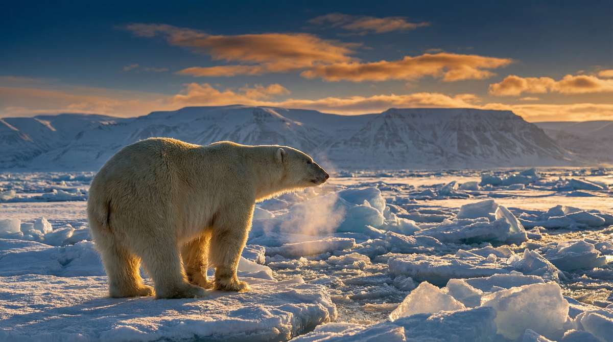 探花今日推荐北极熊视频