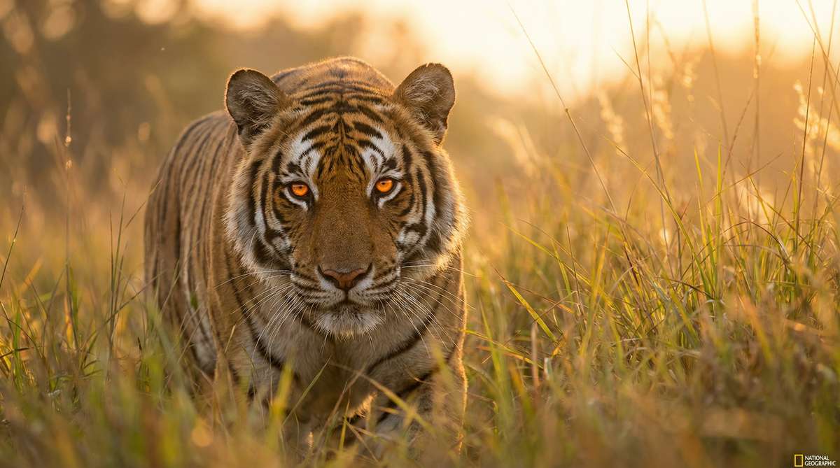 探花今日推荐老虎视频